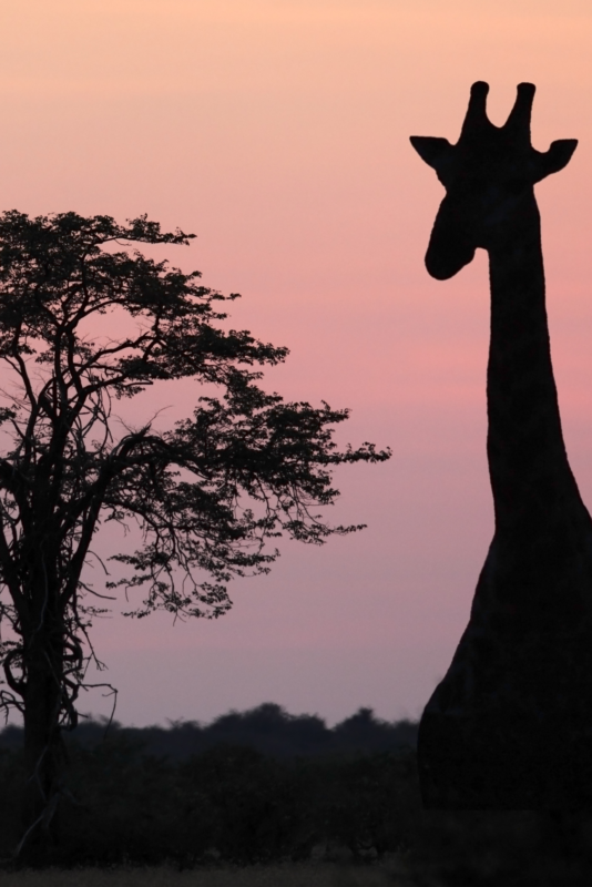 Safari
